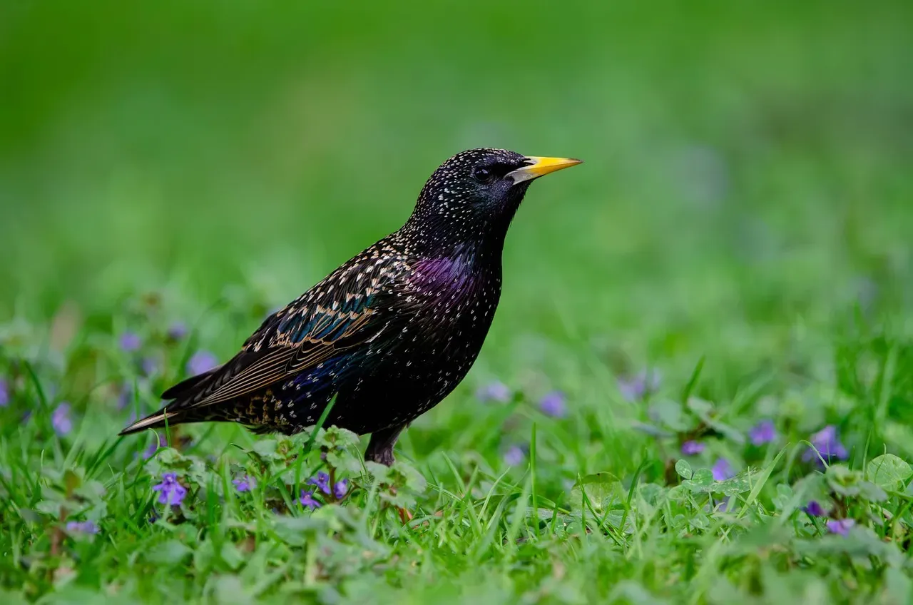 Starling Murmurations (Image Credits: Pixabay)
