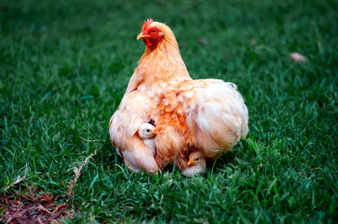 4. Cancer: The Nurturing Hen (Image Credits: Unsplash)
