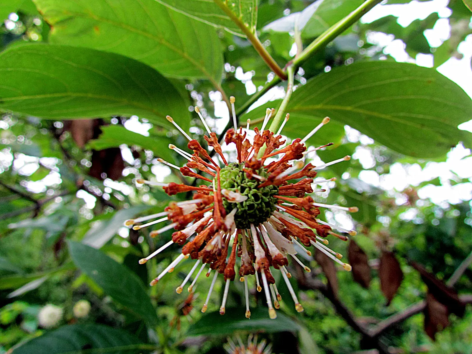 Buttonbush (Cephalanthus occidentalis) (Buttonbush Flowers Huntley Meadows Park Alexandria VA 7085, CC BY 2.0)