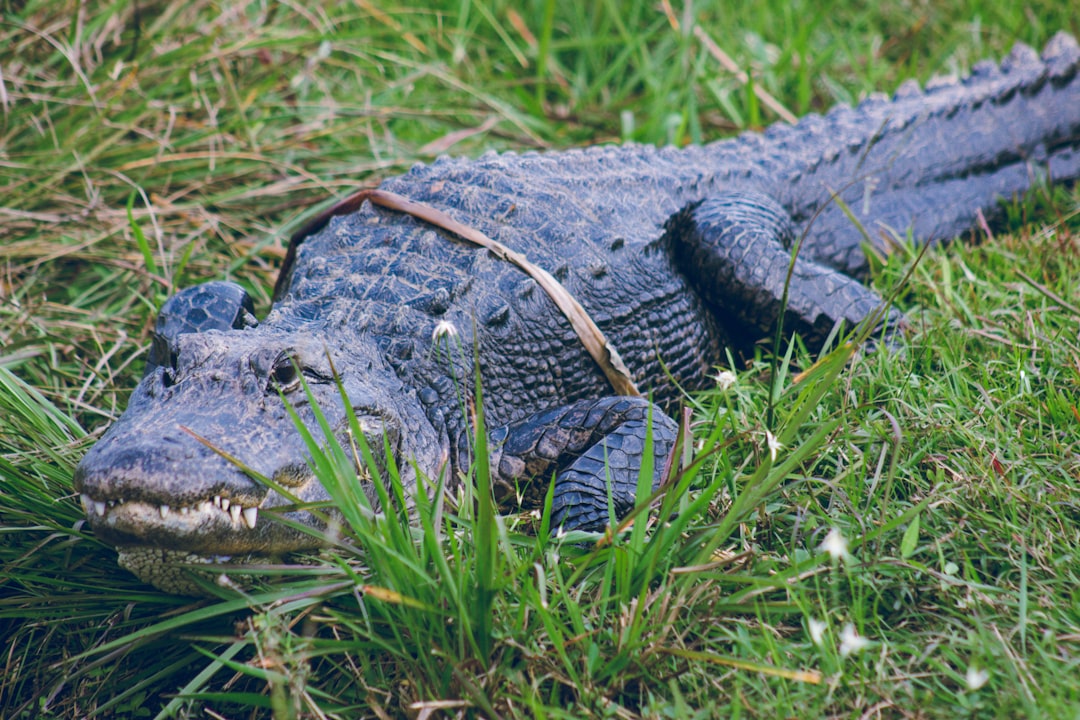 Anhinga Trail, Everglades National Park, Florida (Image Credits: Unsplash)