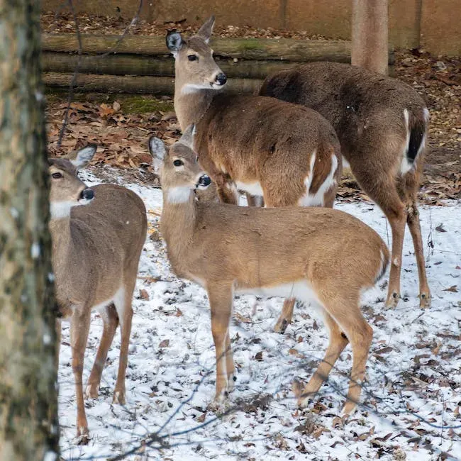 #5. White-Tailed Deer (Image Credits: Pexels)