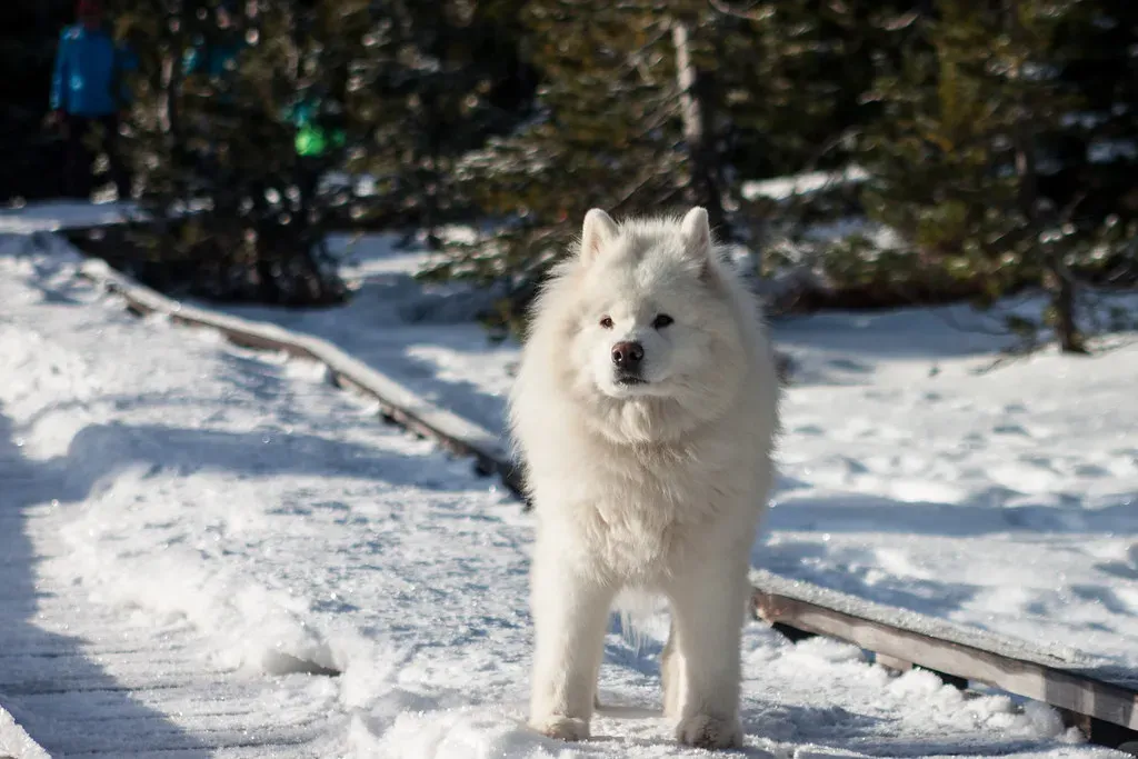 Samoyed (Image Credits: Flickr)