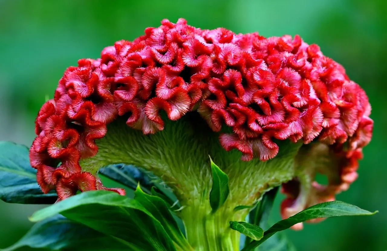 6. Celosia: Architectural Drama in the Heat (Image Credits: Pixabay)