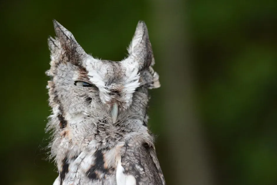 The Trembling Whinny (Image Credits: Pexels)