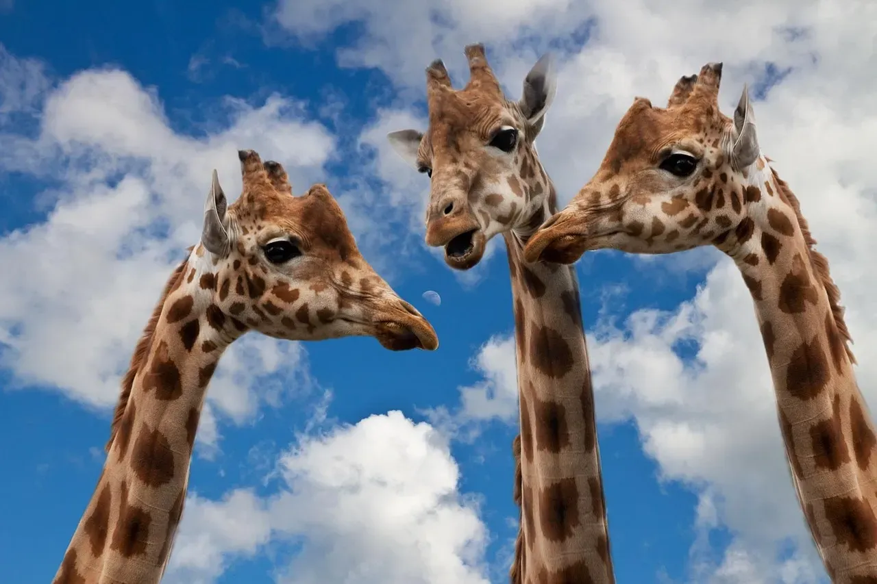 They Communicate in Frequencies We Can't Hear (Image Credits: Pixabay)