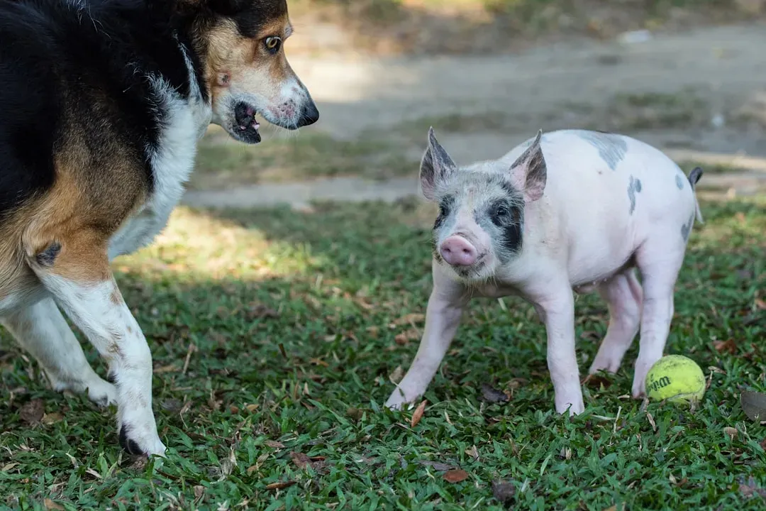 Living With Pigs Versus Living With Dogs (Image Credits: Unsplash)
