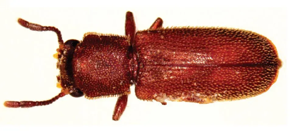 Powderpost Beetles: The Silent Wood Devourers (Image Credits: Wikimedia)