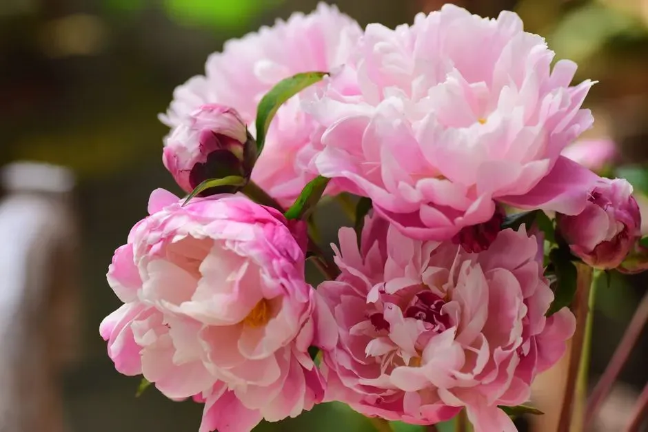 Peony (Paeonia spp.) (Image Credits: Pexels)