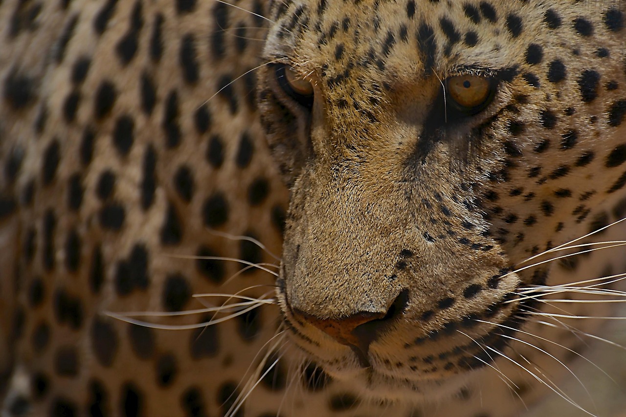 The Science Behind Leopard Psychology (Image Credits: Pixabay)
