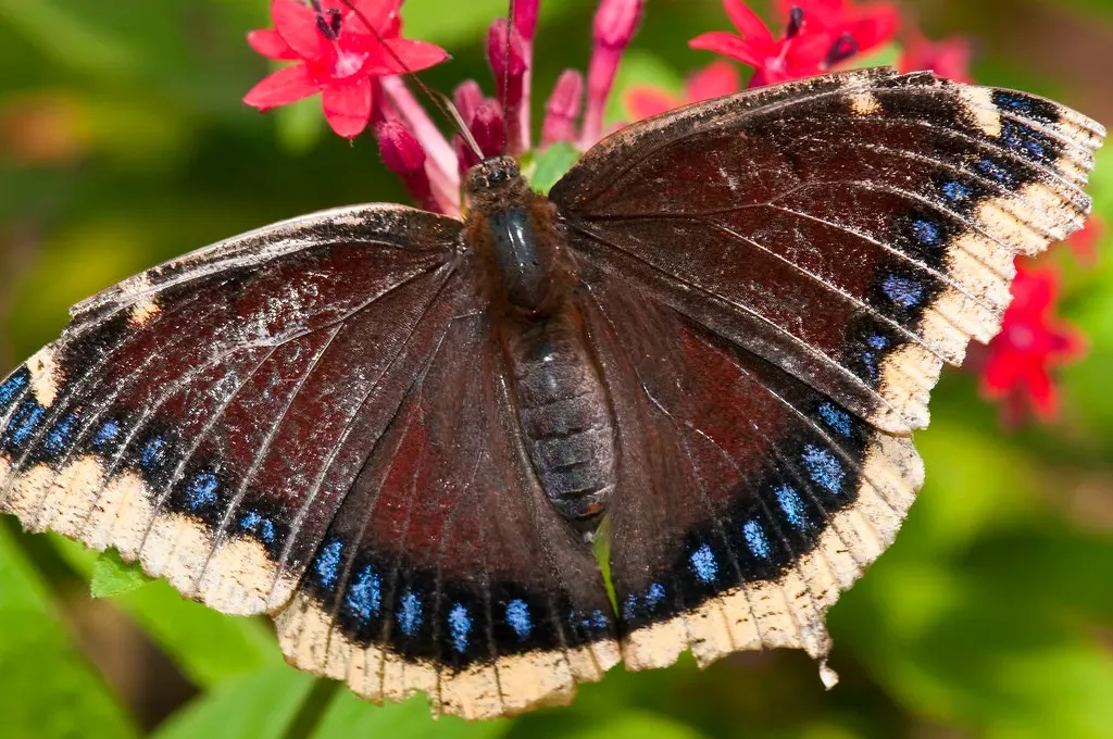 Mourning Cloak (Image Credits: Flickr)