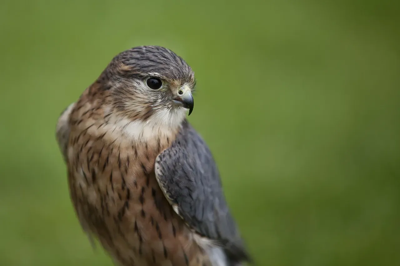 Merlin Masters City Living (Image Credits: Pixabay)