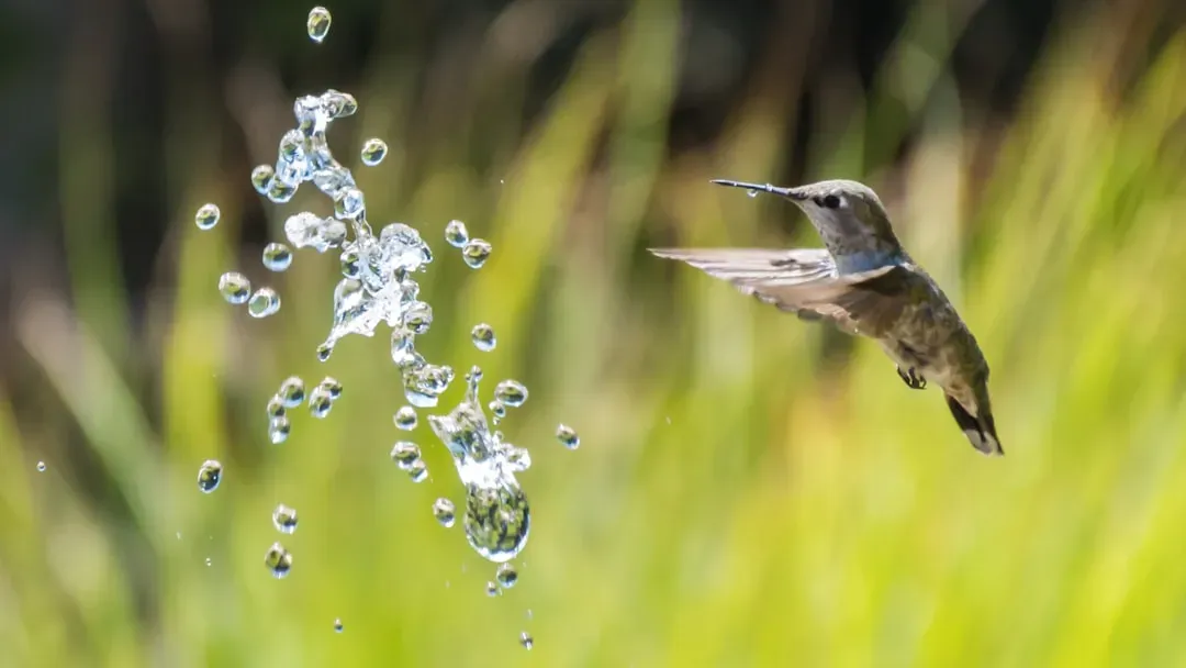 #5 - They Treat Your Sprinkler Like a Personal Spa (Image Credits: Unsplash)