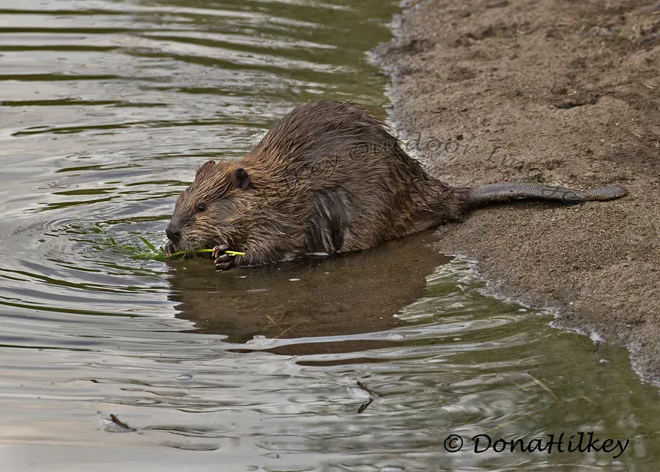Taurus (April 20 – May 20): The Beaver (Image Credits: Flickr)