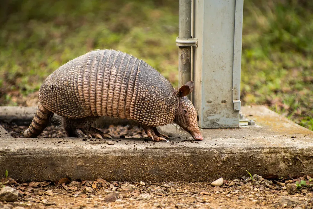 Texas: Undisputed Armadillo King (Image Credits: Flickr)