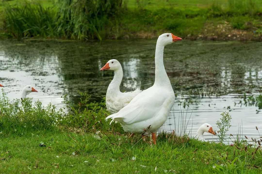 Changing roosting times or locations (Image Credits: Unsplash)