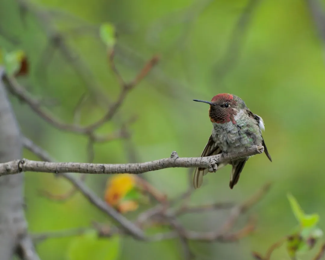 #11 - Males Guard Territory From a Single Perch Instead of Patrolling (Image Credits: Unsplash)