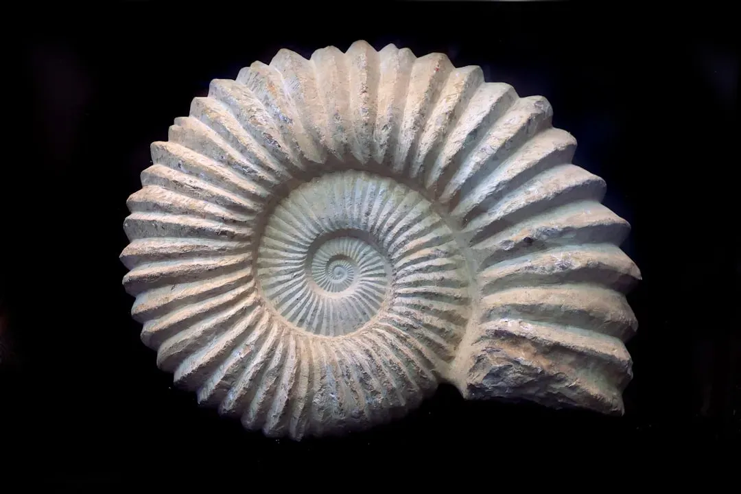 3. The Nautilus: 500 Million Years of Elegant Design (Image Credits: Unsplash)