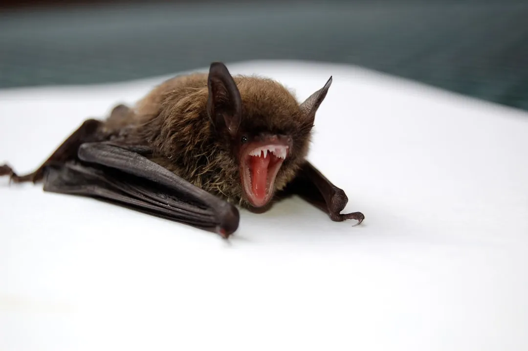 #2 A six gram animal with a surprisingly big sense of place (Image Credits: Unsplash)