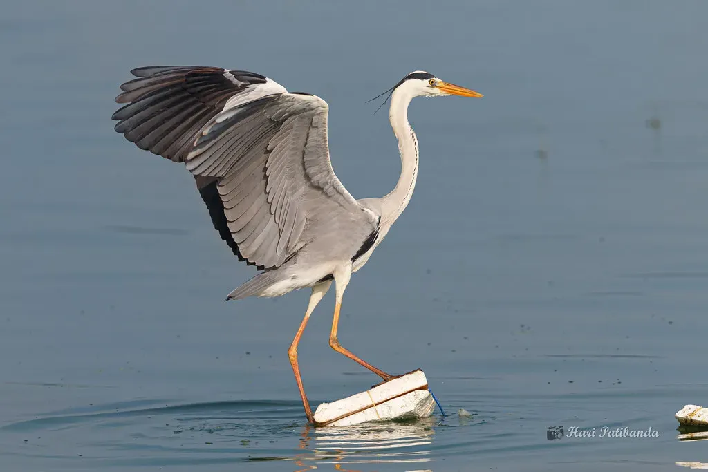 Conclusion: Nature's Most Extraordinary Journeys (Hari K Patibanda, Flickr, CC BY 2.0)