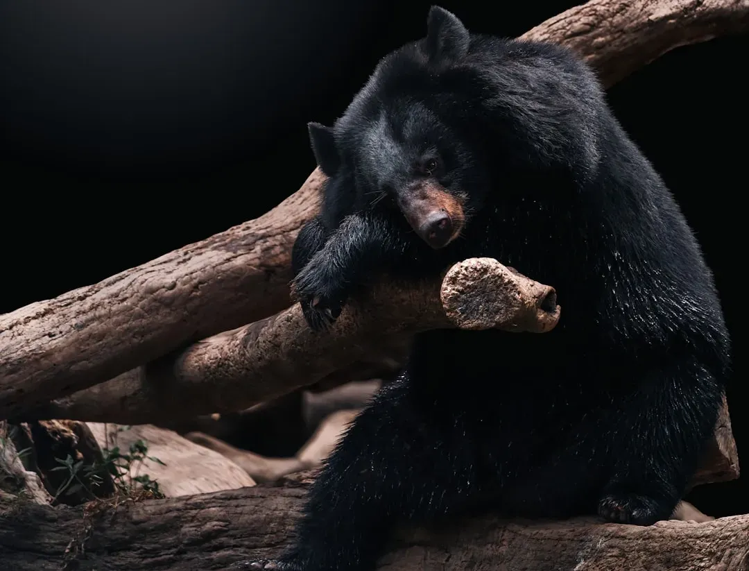 Scorpio: The Black Bear Intense and Powerful (Image Credits: Unsplash)