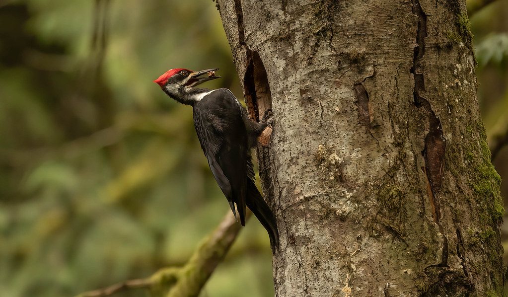 The Nurturing Woodpecker: June 21 - July 22 (Image Credits: Flickr)