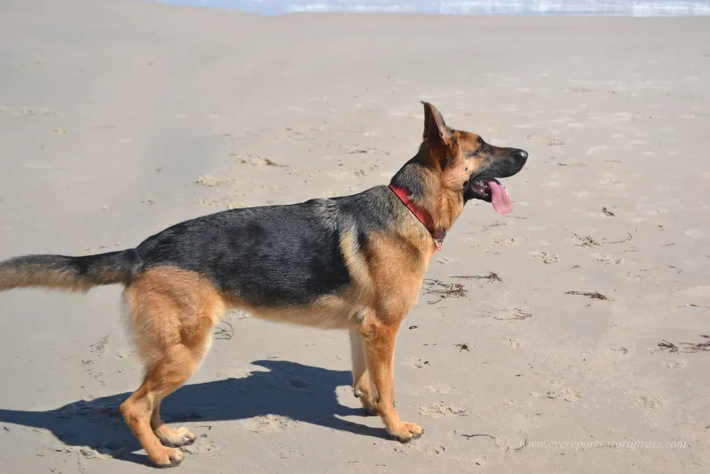 #7 - German Shepherd (gomagoti, Flickr, CC BY-SA 2.0)