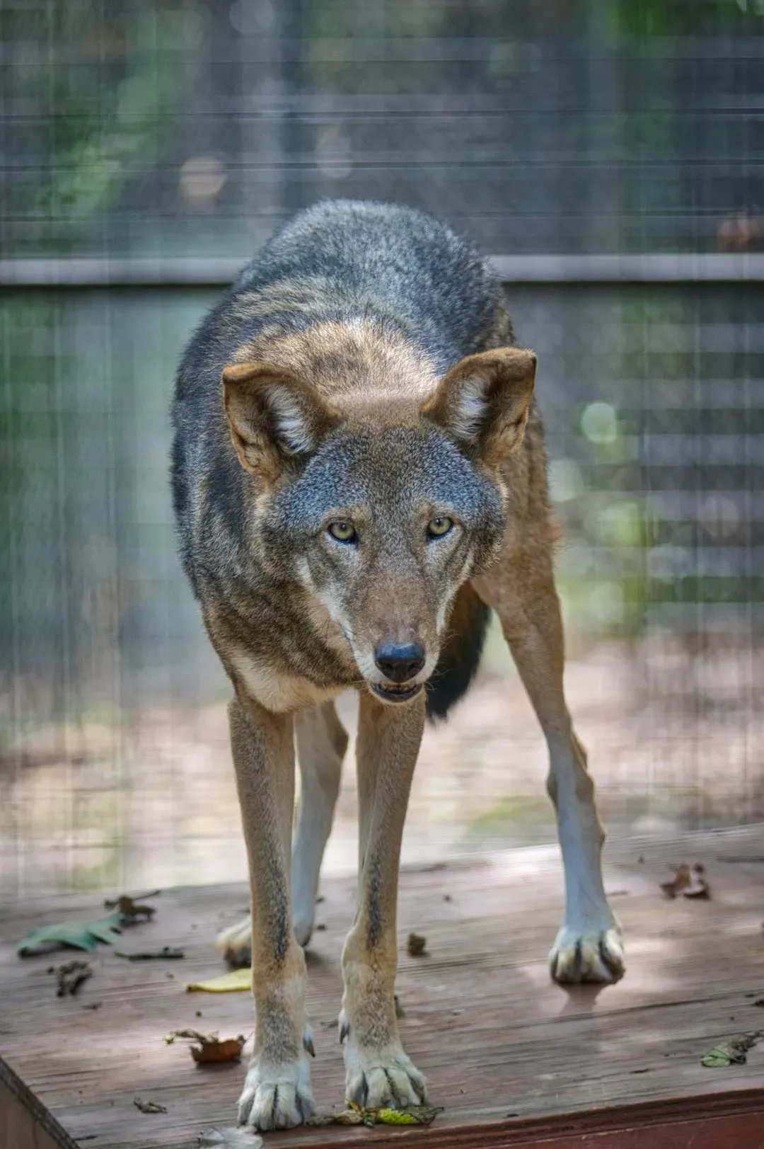 The Captive Breeding Program Offers Hope (Image Credits: Unsplash)