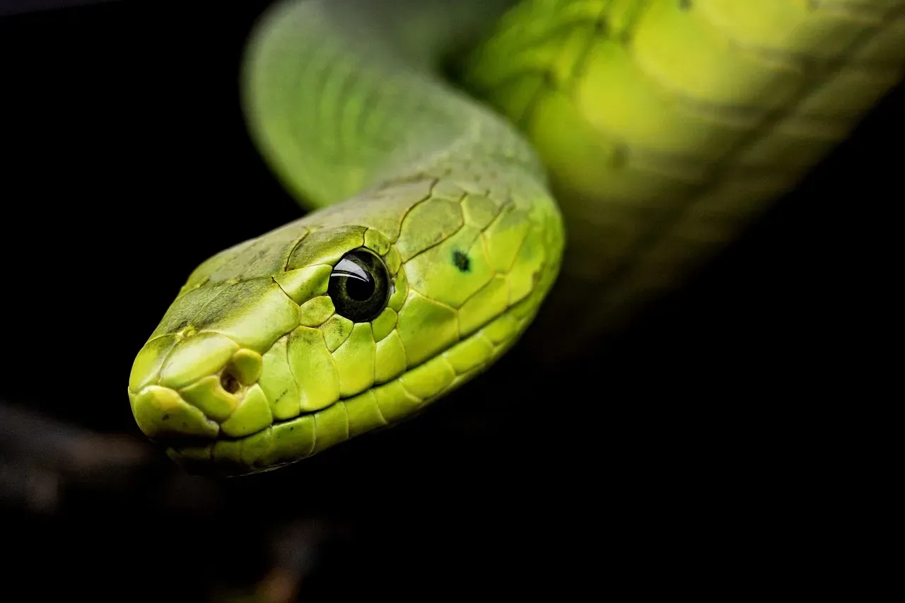 Myth #7: Snakes Are Harmful to the Ecosystem and Should Be Killed on Sight (Image Credits: Pixabay)