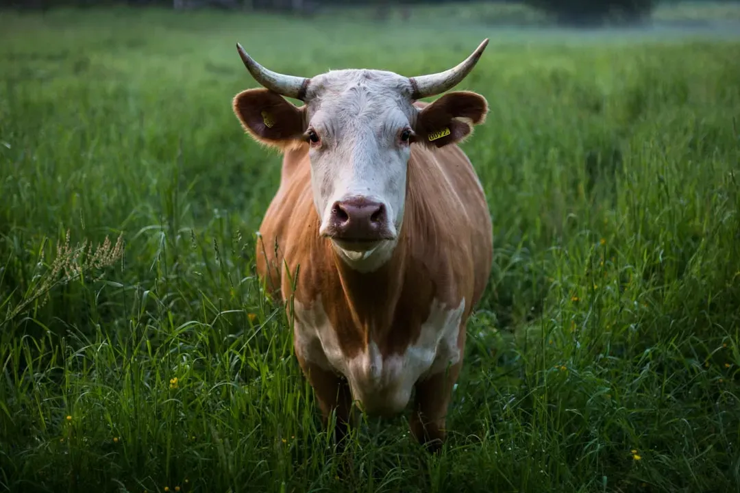 The Oxen: Silent Witnesses of the Manger (Image Credits: Unsplash)