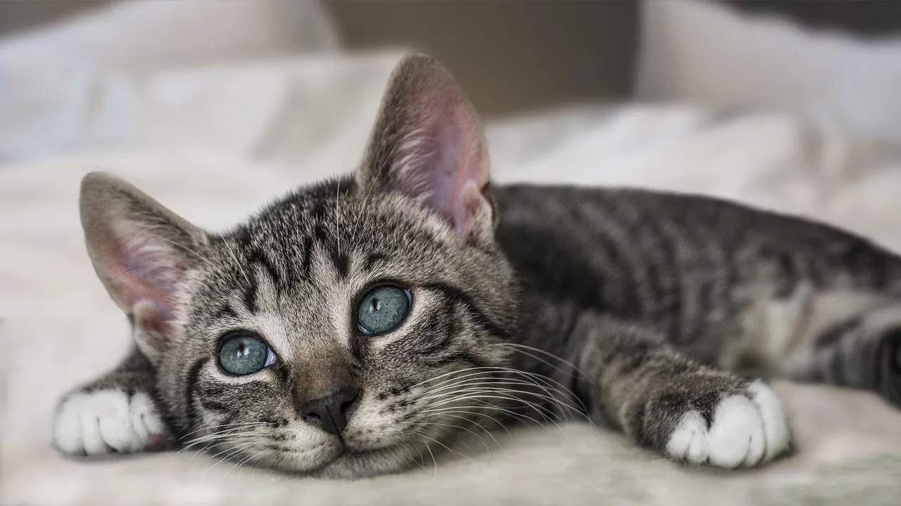 #6 - They Make Soft, Specific Sounds Just for You (Image Credits: Pixabay)