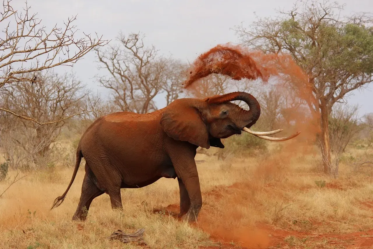 The Exfoliant Effect: Dust Bathing as Elephant Skincare (Image Credits: Pixabay)