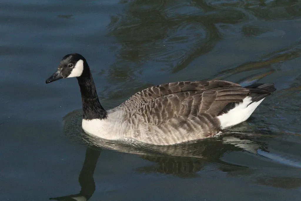 Capricorn (December 22 &ndash; January 19): The Goose (x70tjw, Flickr, CC BY-SA 2.0)