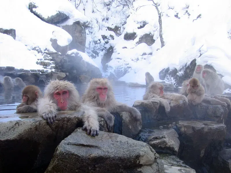 6. Japanese Macaques Washing Food and Bathing in Hot Springs (Image Credits: Wikimedia)