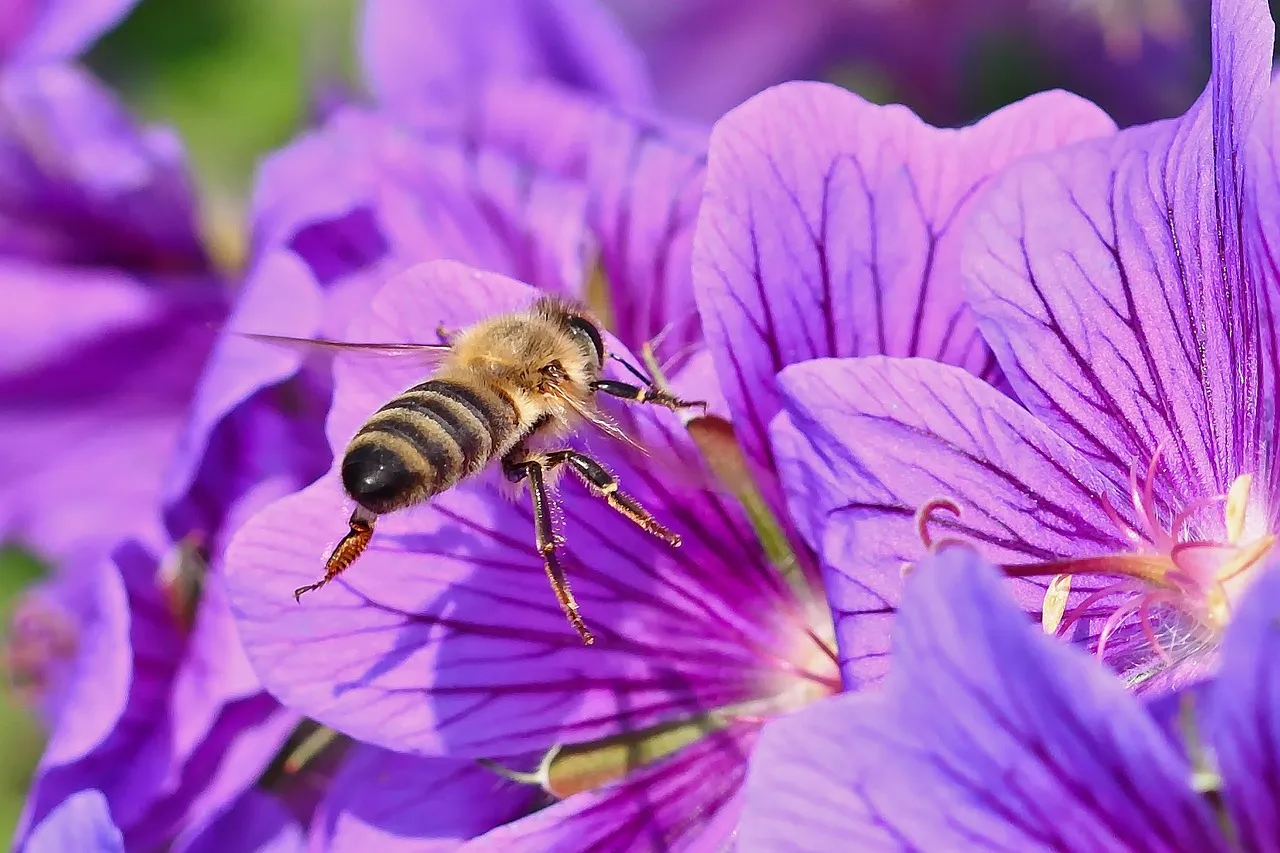 How Bees Encode Direction With the Angle of the Sun (Image Credits: Pixabay)