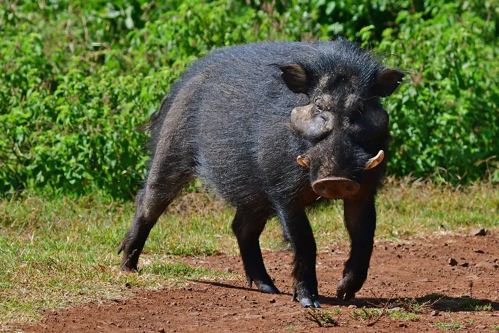 4. The Giant Forest Hog: Africa's Elusive Intellect (Image Credits: Flickr)