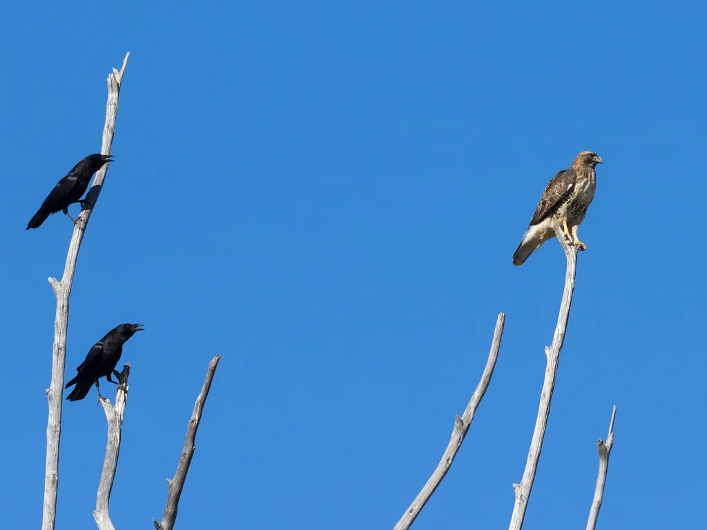#5 - You May Be Witnessing a Crow "Teaching Moment" (Ingrid Taylar, Flickr, CC BY 2.0)