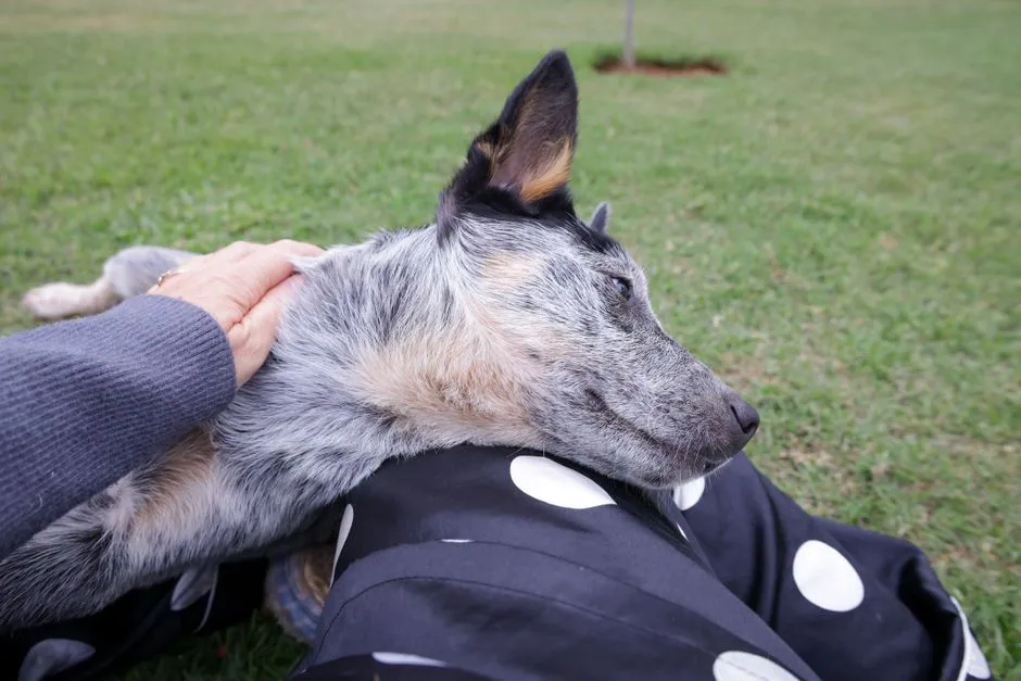 #9 - He Groans With Pleasure When You Pet Certain Spots (Image Credits: Pexels)