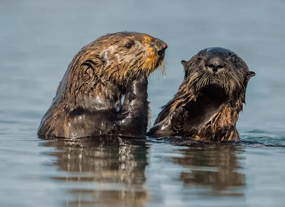 10. They Are Masters of Communication (Image Credits: Unsplash)