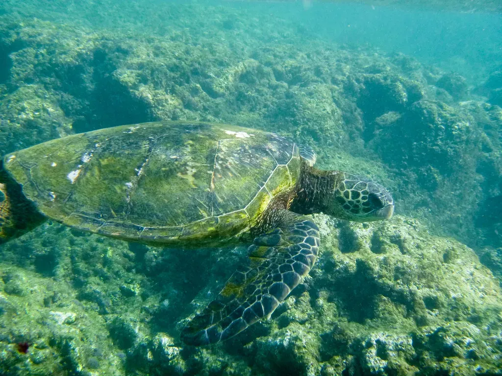Sea Turtles Finding Safe Shores in Florida's Parks (Image Credits: Flickr)