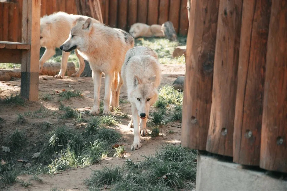 #14 - Wolves: The Quiet, Unshakeable Pack Choice (Image Credits: Pexels)