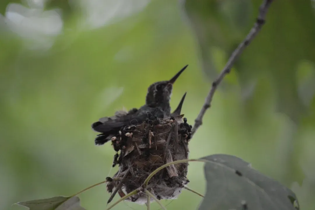 #11: Their Nests Are Built to Grow (Image Credits: Unsplash)