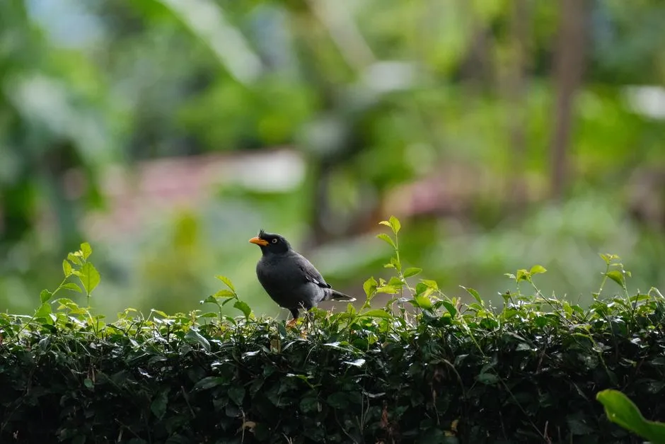 #14 - When Something Scares Them, They Flee TO Your Yard, Not Away From It (Image Credits: Pexels)