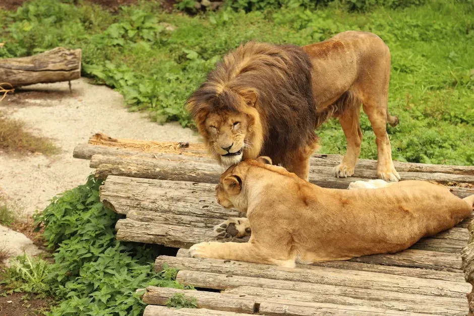 The Animal World Has Always Been Talking - We Just Couldn't Hear It (Image Credits: Pexels)
