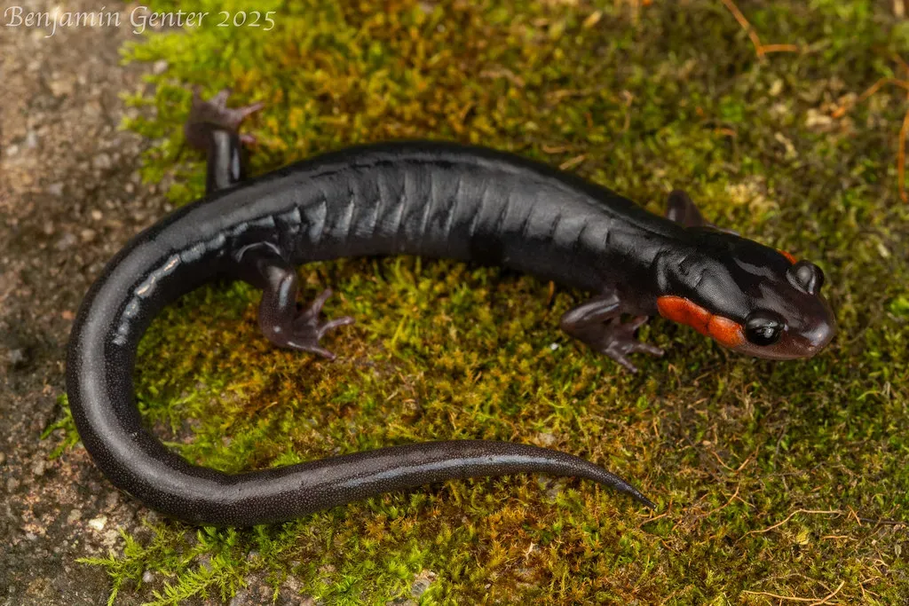 1. North Carolina - The Undisputed Salamander Capital of the World (Image Credits: Flickr)