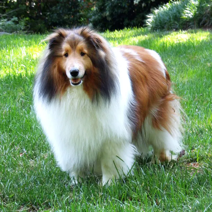 2. Shetland Sheepdog: Sensitive Soul in a Small Package (Sagrasa, Flickr, CC BY 2.0)