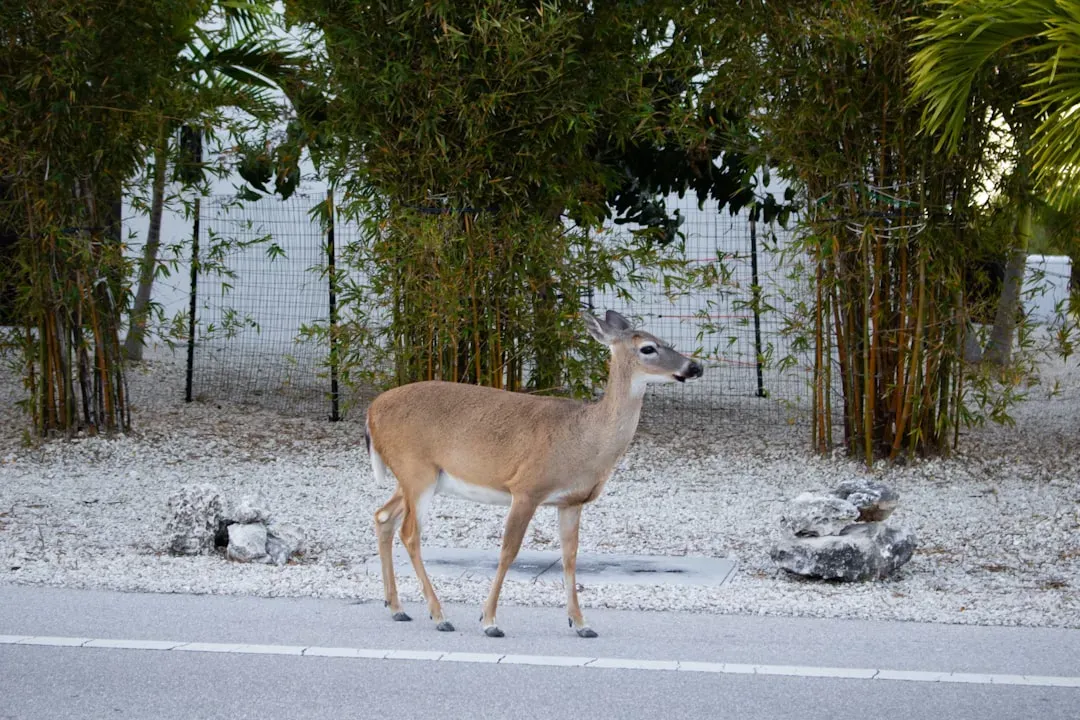 A Deer Like No Other: Meet the Key Deer (Image Credits: Unsplash)