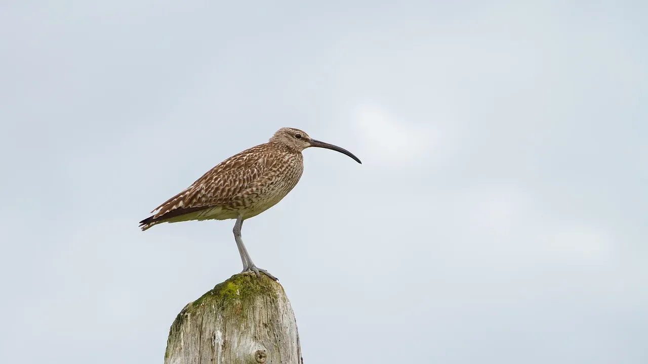 Slender-Billed Curlew: The First Bird Lost From Europe (Image Credits: Pixabay)