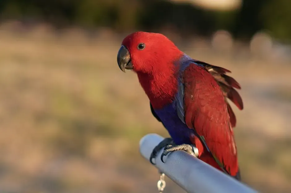 8. Eclectus Parrot: The Quiet Intellectual (Image Credits: Pexels)