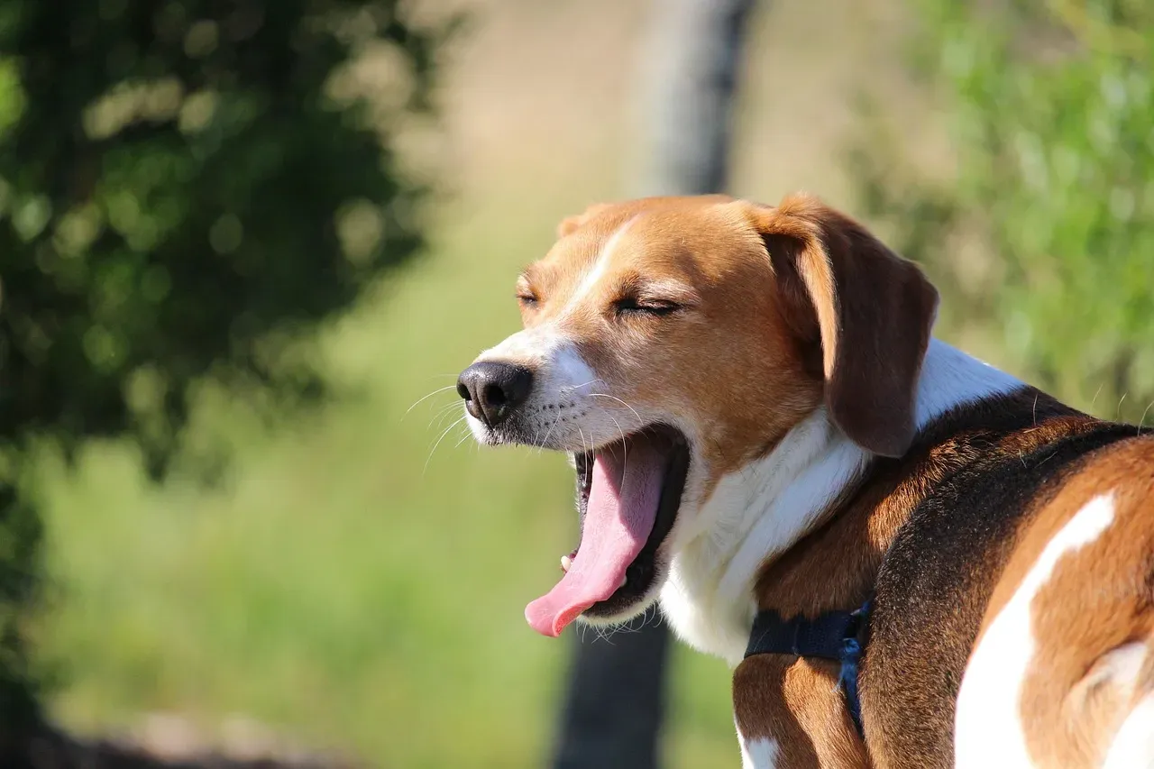 What Humans Can Learn From a Dog's Yawn (Image Credits: Pixabay)