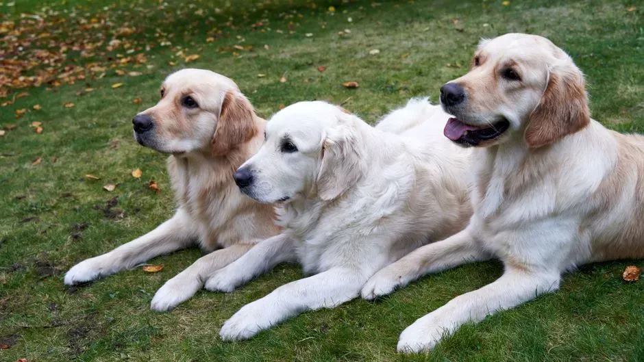 #9 - Golden Retrievers: The Overbred Family Favorites (Image Credits: Pexels)